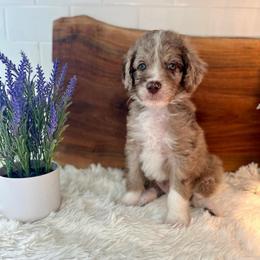 Peter - White and red merle male Bordoodle puppy in Valley Center, California from Circle R Valley Bordoodls