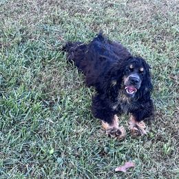 Betsy Ross - Cocker Spaniel