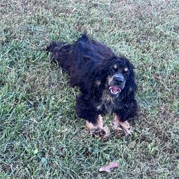 Betsy Ross - Cocker Spaniel