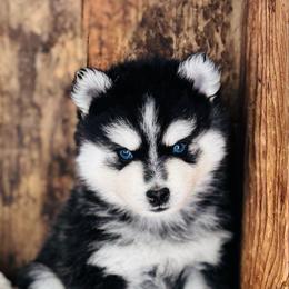 Breast - Black and white male Pomsky puppy in Grass Valley, California from Karalot Pomskies