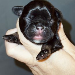 Black and Tan Pink Collar - Tricolors female French Bulldog puppy in Harmony, North Carolina from Schuster Haus