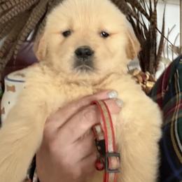 Red Stripe Collar Boy - Golden male Golden Retriever puppy in Garrison, Montana from Mattiaci Goldens
