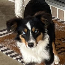 Dolly - Toy Australian Shepherd