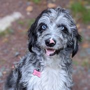 Afina - Bordoodle