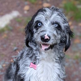 Afina - Bordoodle