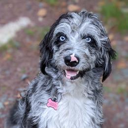 Afina - Bordoodle