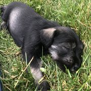 Standard Schnauzer Puppies from Highbrow Standard Schnauzers