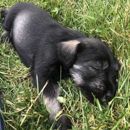 Standard Schnauzer Puppies from Highbrow Standard Schnauzers