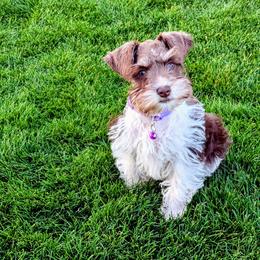 Ellie - Miniature Schnauzer