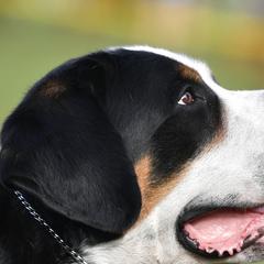Greater Swiss Mountain Dogs from RODEO