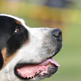 Greater Swiss Mountain Dogs from RODEO
