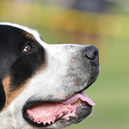 Greater Swiss Mountain Dogs from RODEO