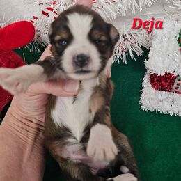 Deja - Sable and white female Tibetan Terrier puppy in Dorena, Oregon from Angel Tibetans Of Oregon