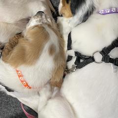English Setters from Morgan-Hunter’s Pups