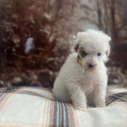 Everett - Parti male Poodle puppy in Quitman, Mississippi from P&D Palace