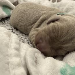 Taylor - female Long Haired Weimaraner puppy in Blanchardville, Wisconsin from Northern Bluegrass Weimaraners