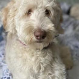 Dandy - Labradoodle
