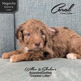 Coral - Coral Collar - Brown merle female Aussiedoodle puppy in Oxford, Alabama from Magnolia Grove Doodles