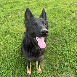 Atlas - German Shepherd