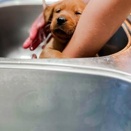 Labrador Retriever Puppies from Mid-Columbia Labradors