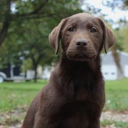 Labrador Retrievers from Maple Ridge Labs