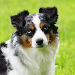 Addie - Miniature Australian Shepherd