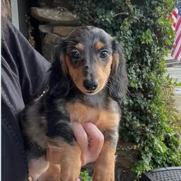 Bella - Dapple female Dachshund puppy in Warrior, Alabama from Bountiful Dachshunds
