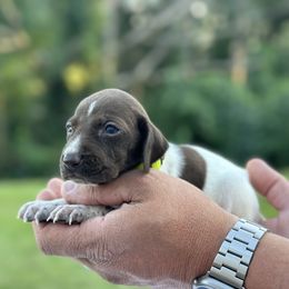 Girl 1 - female German Shorthaired Pointer puppy in Six Mile, South Carolina from Proper Pointers