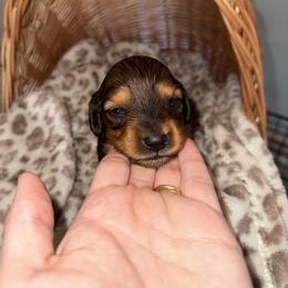 Mardi - Red female Dachshund puppy in Pontotoc, Mississippi from Toddy Kennels