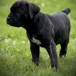 Cane Corso Puppies from Whiskey Stones Cane Corso