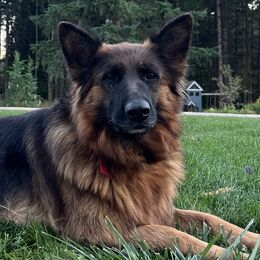 German Shepherds from Buxton Oregon Shepherds
