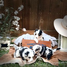 Miniature Australian Shepherd Puppies from Integrity Aussies Tx