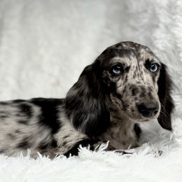Jade - Dachshund