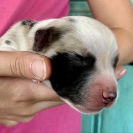 Boy 4 - Blue merle male Miniature Australian Shepherd puppy in Douglas, Arizona from Starry-Eyed Mini Aussies with Tails