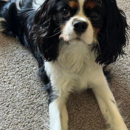 Cavalier King Charles Spaniel Puppies from Wilson Park Cavaliers