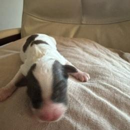 Travis - White male Cavapoo puppy in St. Louis, Missouri from Sweet Snuggles Cavapoos