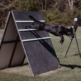 German Shepherds from Kriegerseele