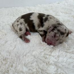 Auren - Dapple male Dachshund puppy in Sonora, California from HEFFERNAN HOUNDS