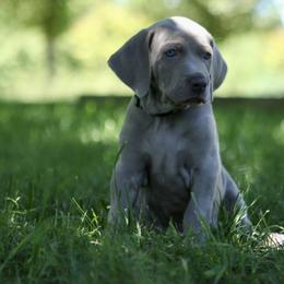 Weimaraner Puppies from Twelve Acre Wood Weimaraners