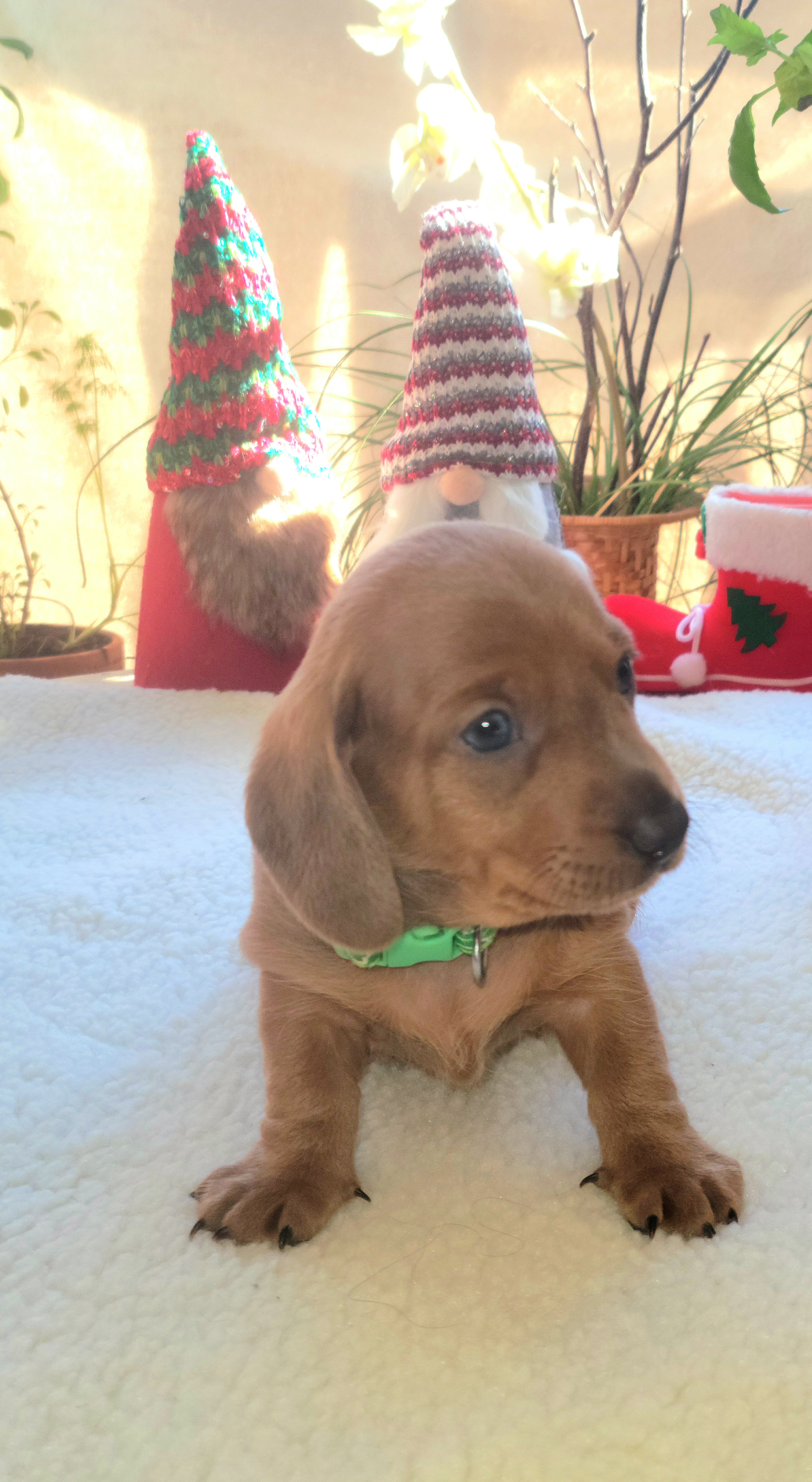 Dachshund Puppies from Evie's Mini Smooth Doxie Ranch