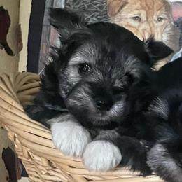 Stella - Black and silver female Miniature Schnauzer puppy in Atoka, Oklahoma from Boggy Depot Cavaliers & Friends