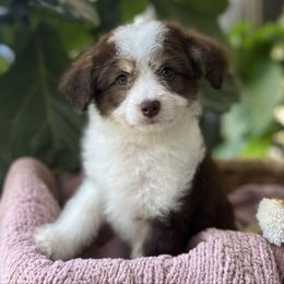 Missy - Red tri-color female Aussiedoodle puppy in Los Angeles, California from LA’s Favorite Puppies