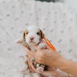 Copper - Red male Bernedoodle puppy in Murray, Utah from Sun Valley Doodles