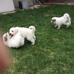 Great Pyrenees Puppies from Heritage Mountain Ranch