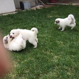 Great Pyrenees Puppies from Heritage Mountain Ranch