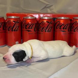 Coca Cola - White and black male Dalmatian puppy in Des Moines, Iowa from Spot Splattered Dalmatians
