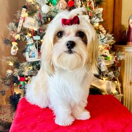 Companion Cross puppies from Paw Perfect Pets