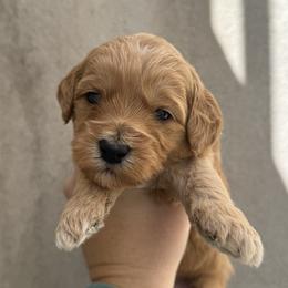 Joker - Red  male Goldendoodle puppy in Clinton, Utah from Golden Law Kennels
