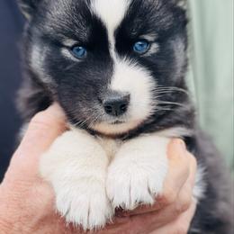 Girl 1 - Agouti and white female Siberian Husky puppy in Monroe, Georgia from Beastly Beauties Huskies & Pomskies