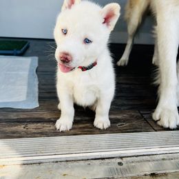 Maltese and Siberian Husky Puppies from Nyx’s Pack